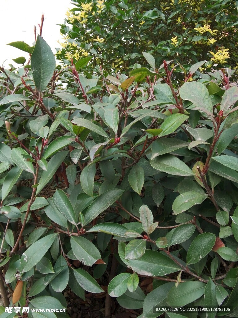 绿叶繁茂的植物景观