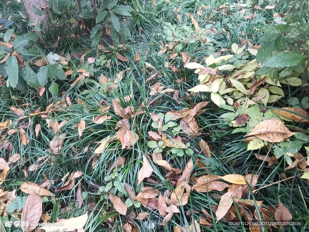 地面上的落叶与绿草