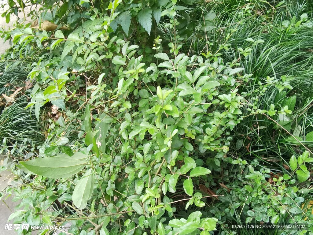绿叶繁茂的植物景观