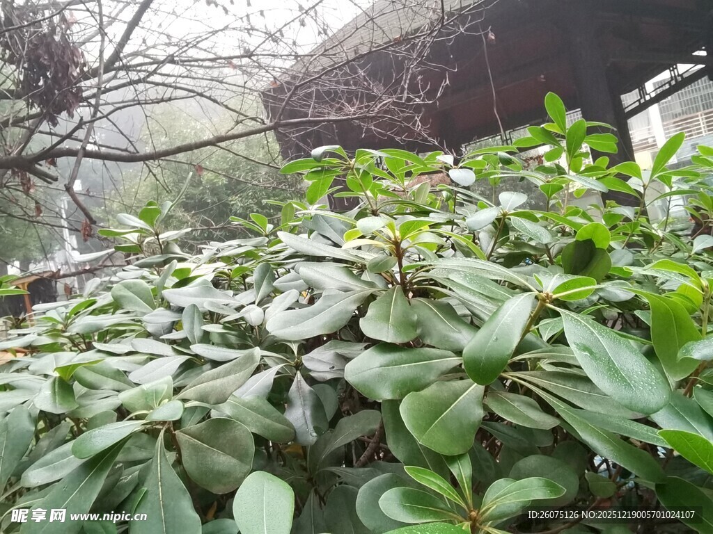 绿叶繁茂的植物景观