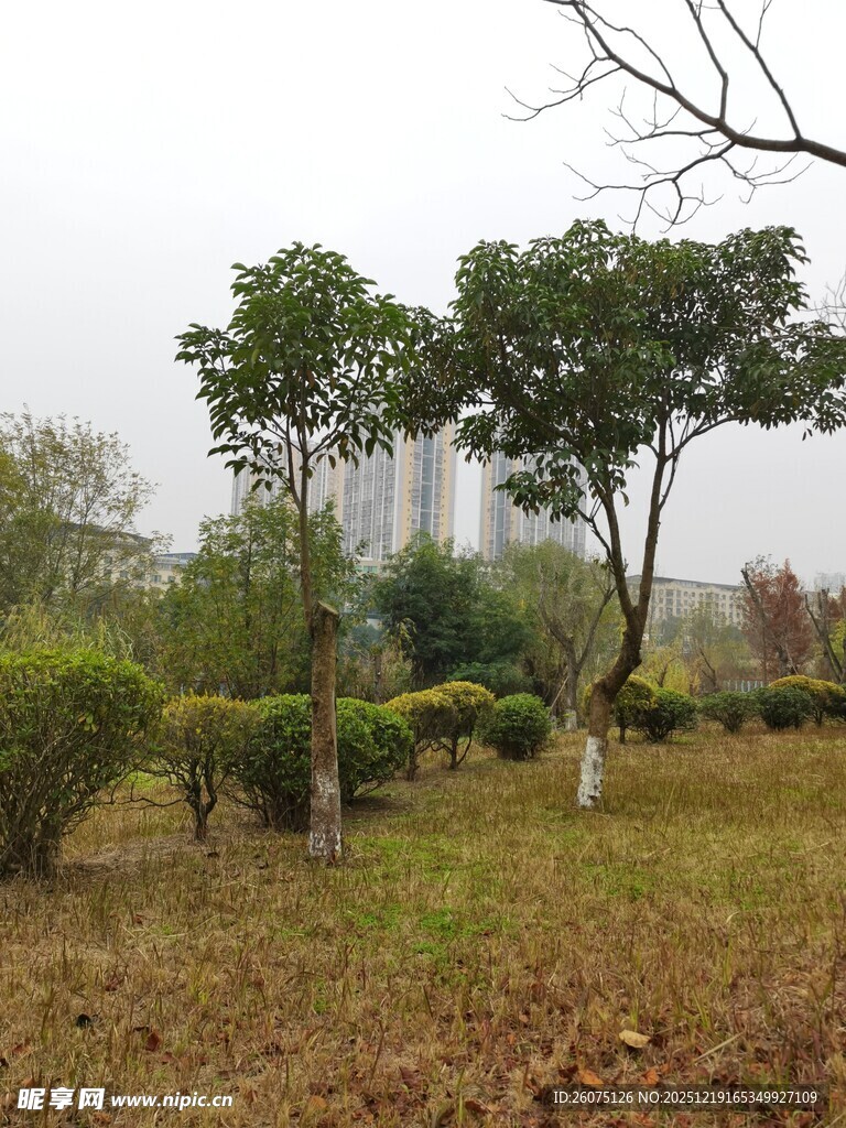 城市中的静谧绿植景观