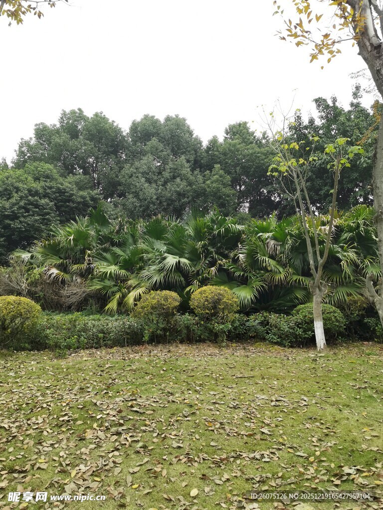 绿意盎然的园林景观