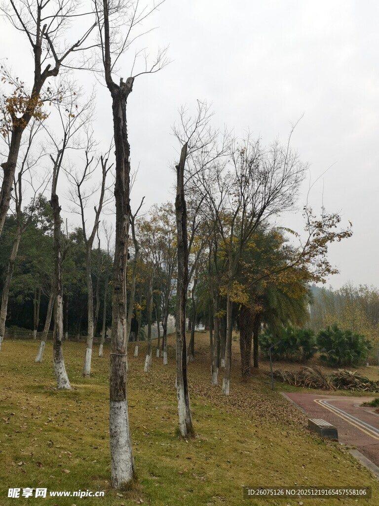 冬日郊野树木景观