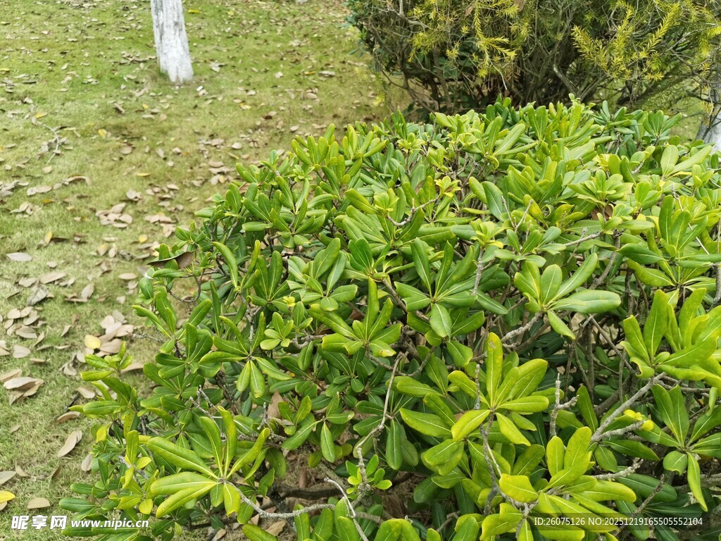 翠绿繁茂的灌木丛景观