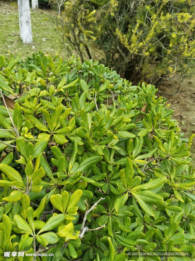 翠绿繁茂的灌木丛