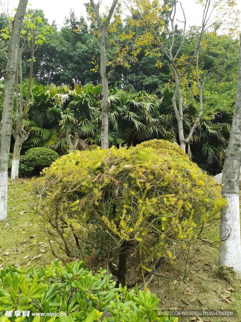 园林中造型独特的灌木