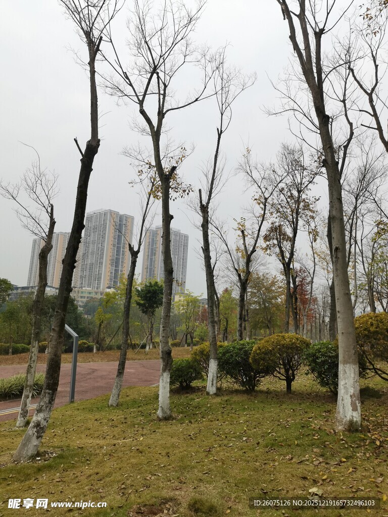 城市公园中的光秃树木景观