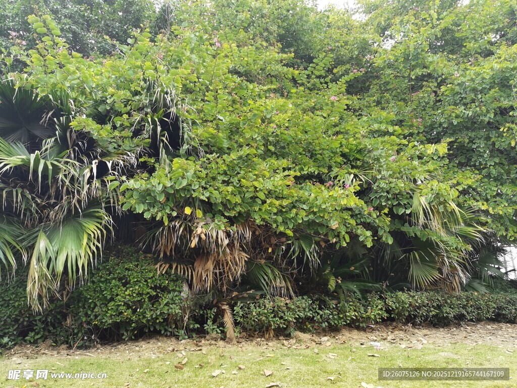 繁茂绿植景观
