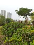 城市中的绿植景观