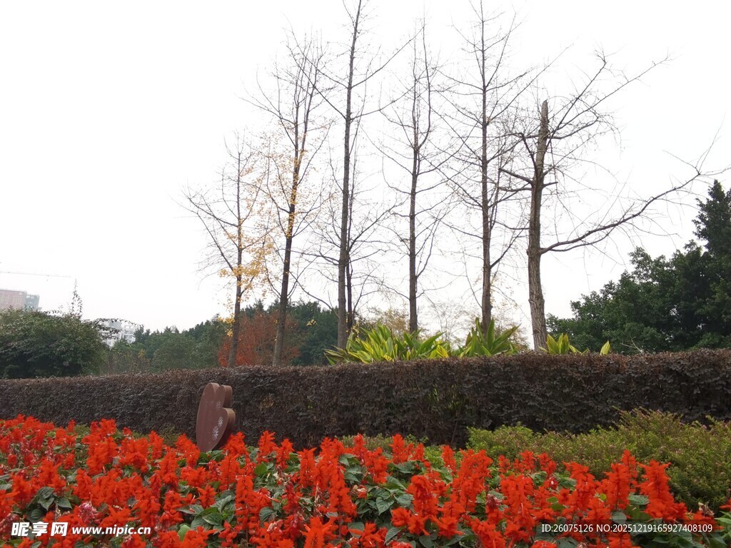 秋日花丛旁的树木景观
