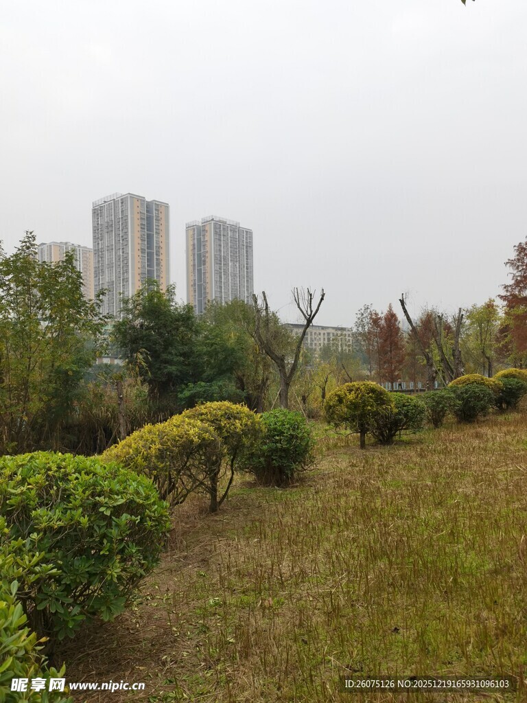城市绿地中的绿植与高楼