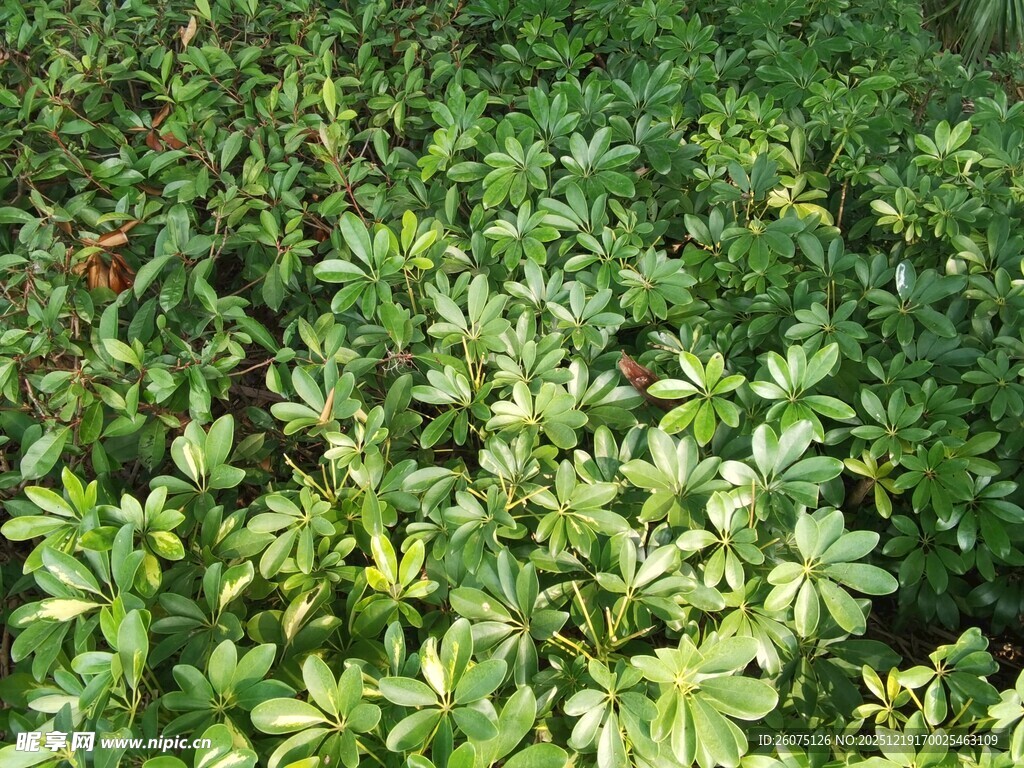 绿叶繁茂的灌木丛