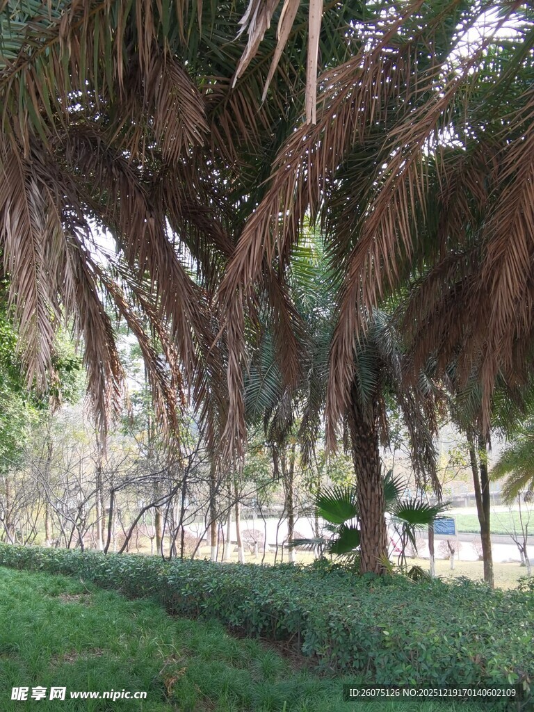 椰林下的户外休闲场景