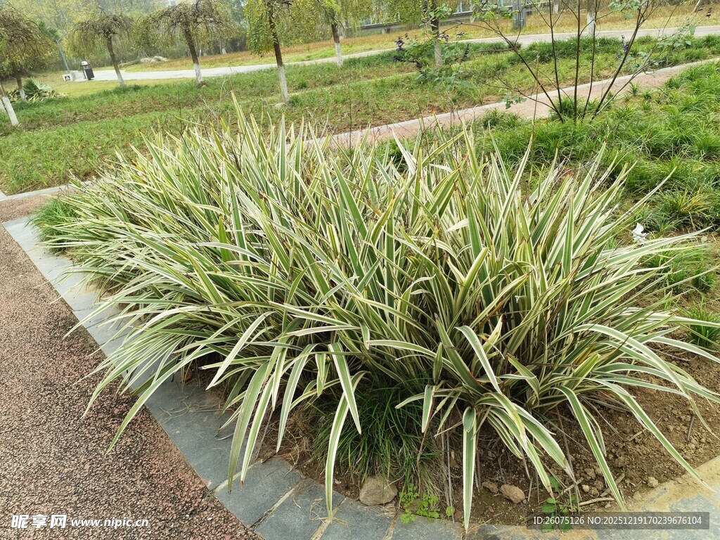 园林中葱郁的观赏草景观