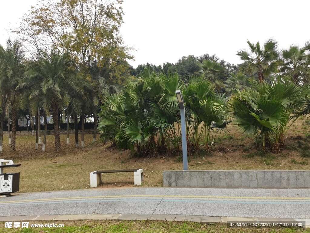 公园路边的绿植景观