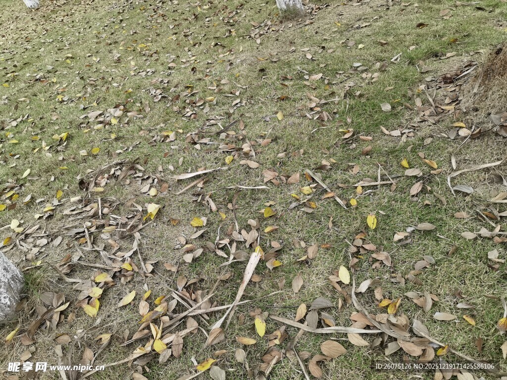 地面散落枯叶与小枝