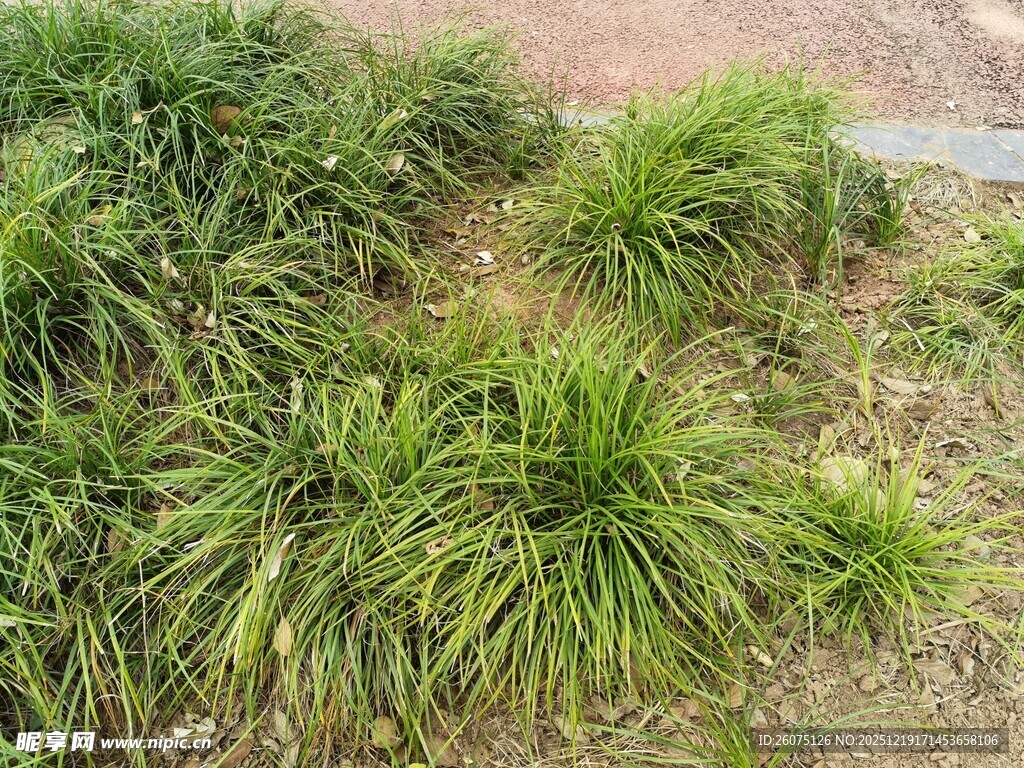 翠绿丛生的观赏草植物