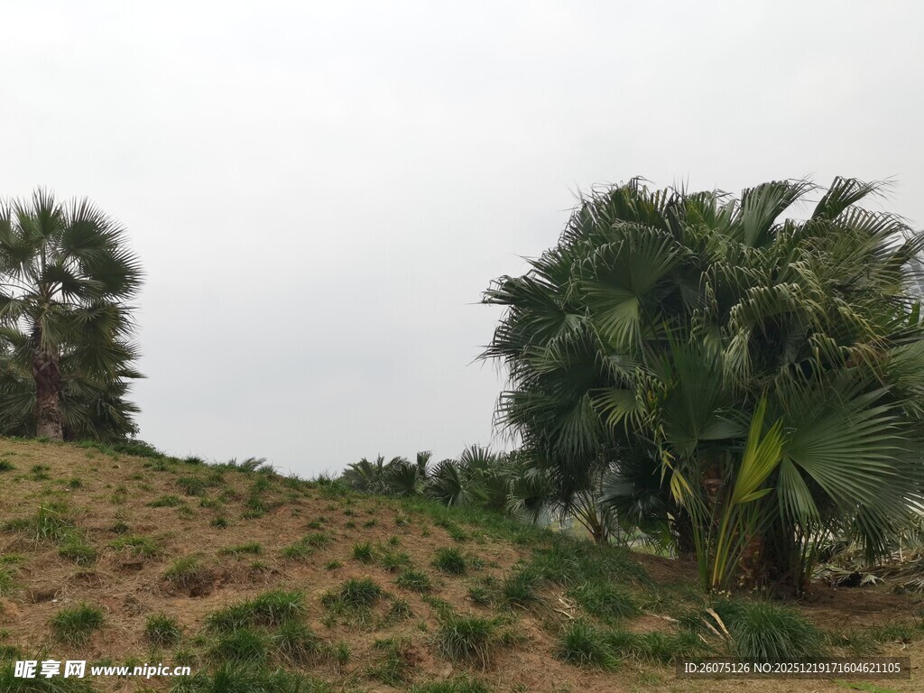 山坡上的葱郁棕榈树