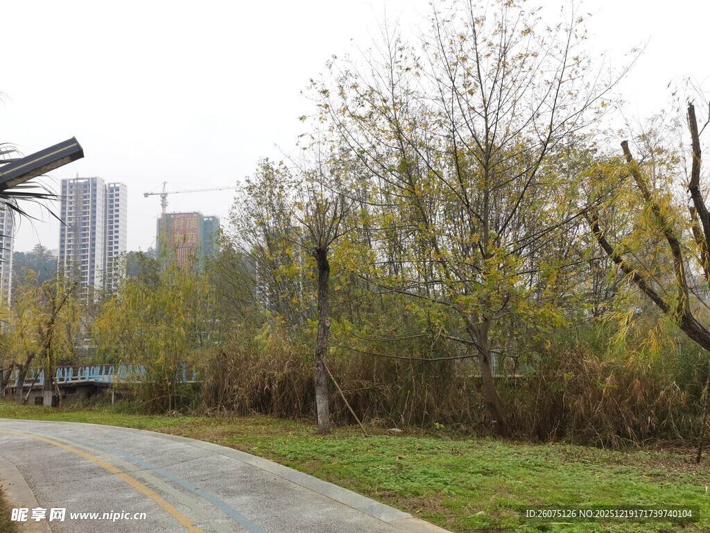 城市林间的静谧骑行小道