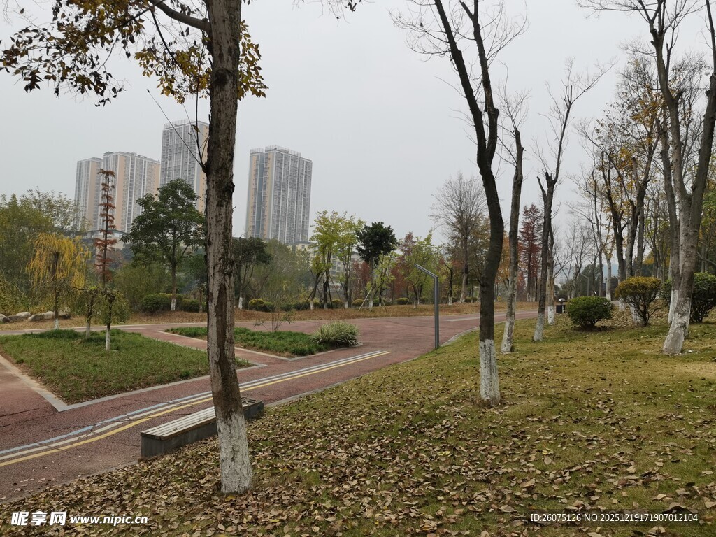 秋日公园静谧林荫小道