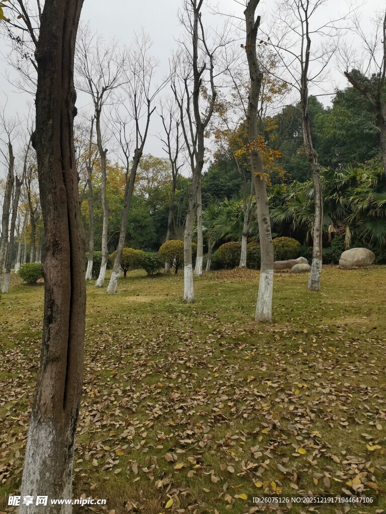 秋日林间落叶景致