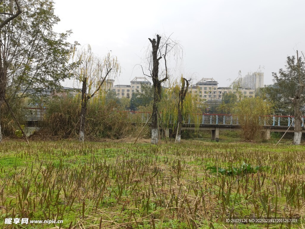 郊外草地与树木景观