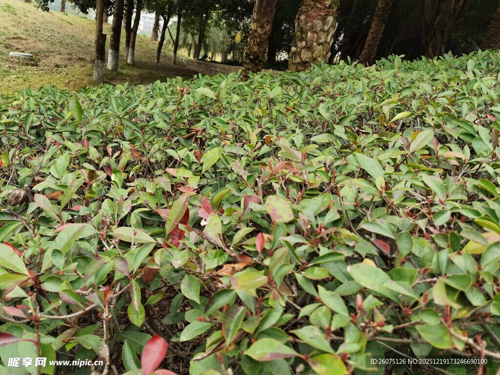 茂密绿植景观