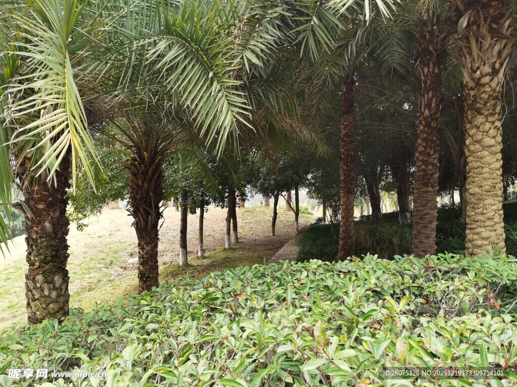 棕榈树林中的绿植景观