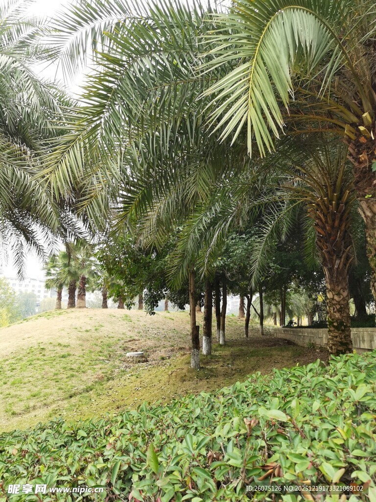 棕榈树林中的绿意景致