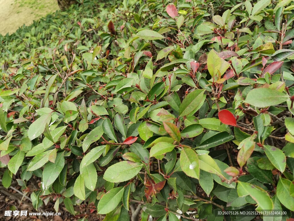 绿叶间点缀着红色小花