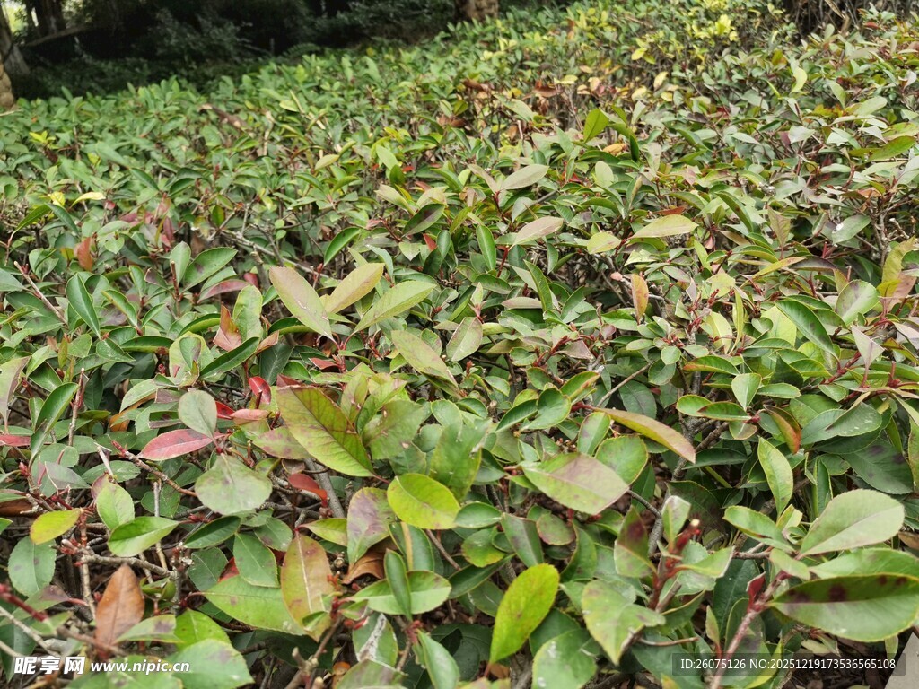 绿叶繁茂的植物景观