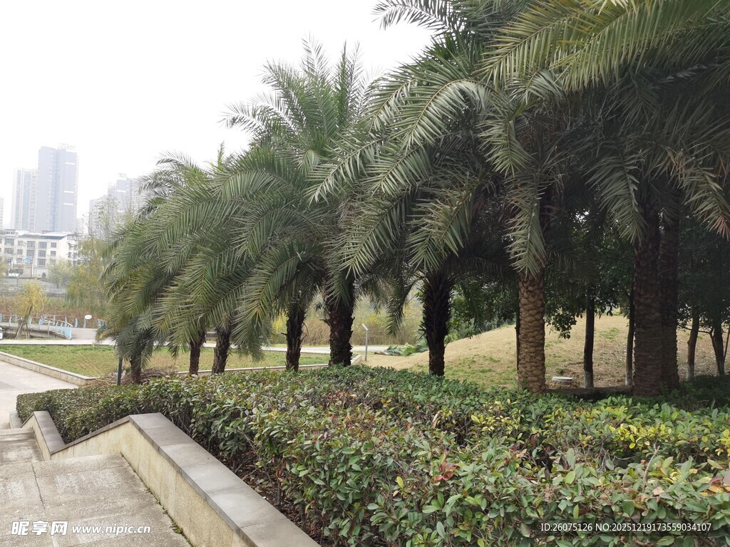 城市公园中的棕榈树景观