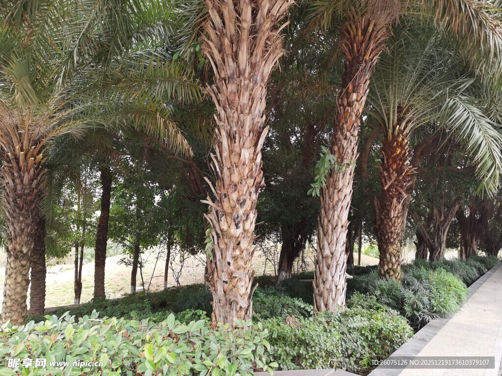 棕榈树旁的绿植景观