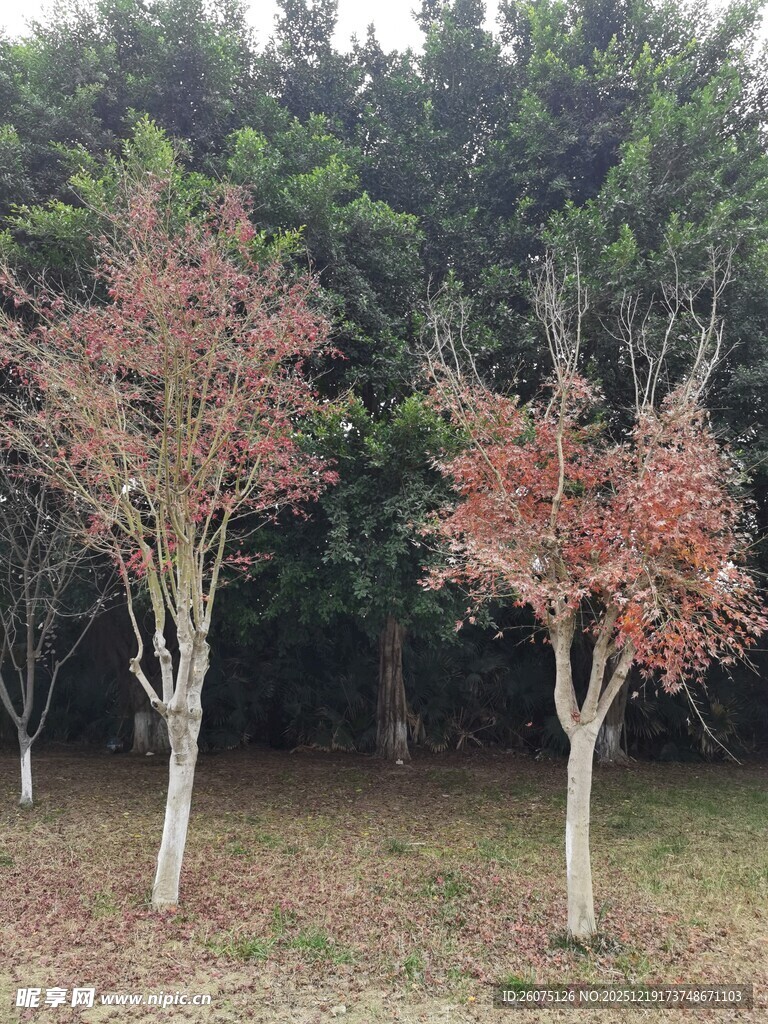 红叶树木的自然景致