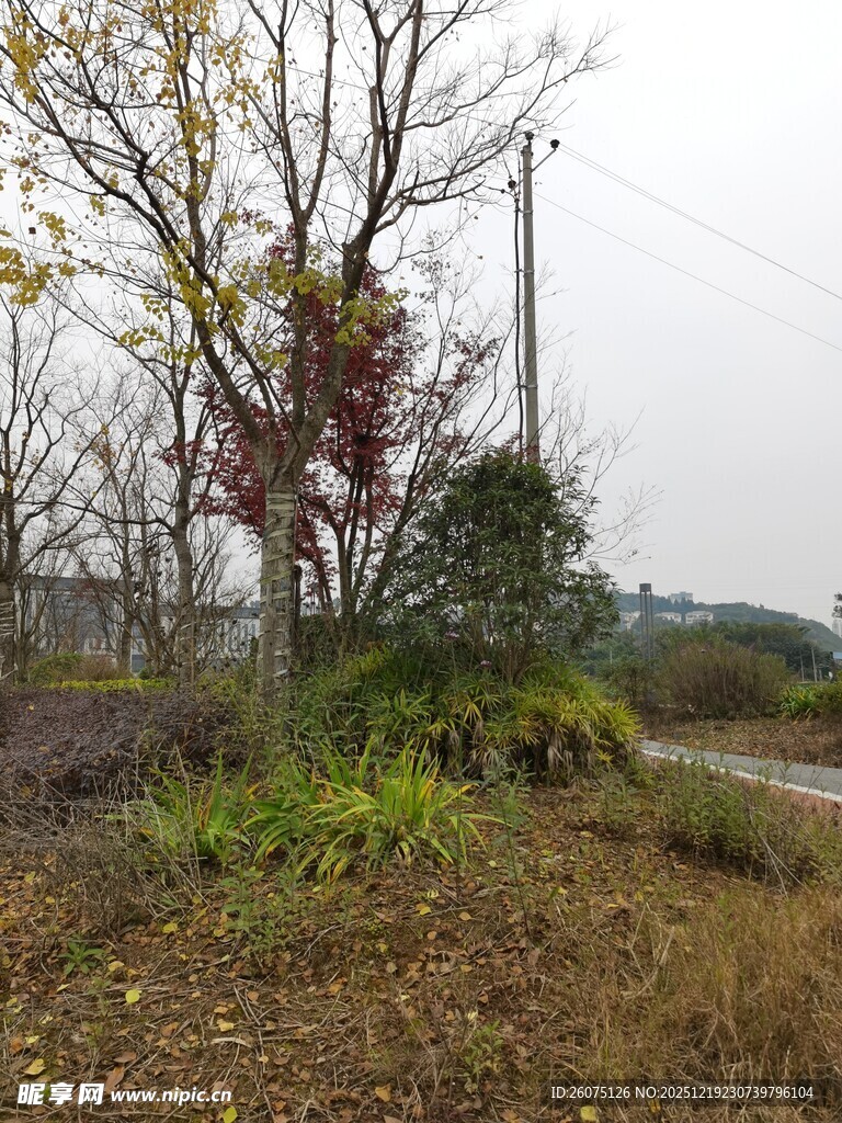 乡村路旁的树木与植被