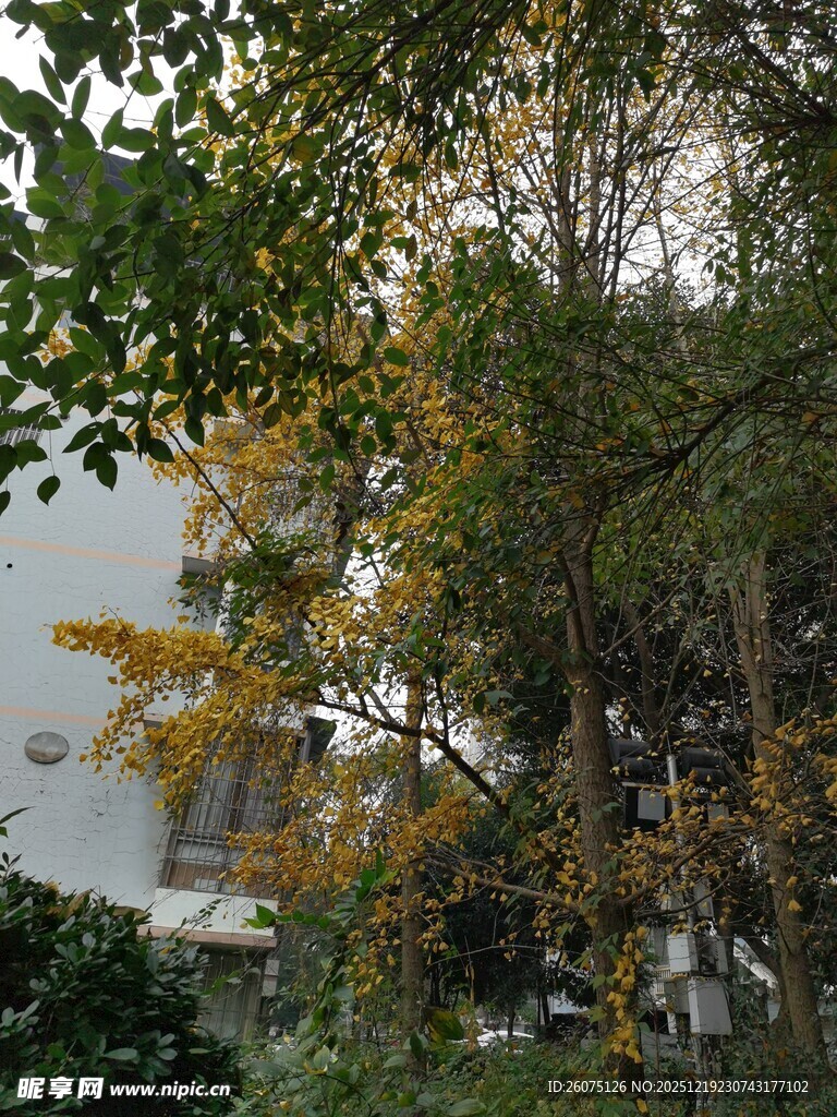 秋日斑斓树木景致