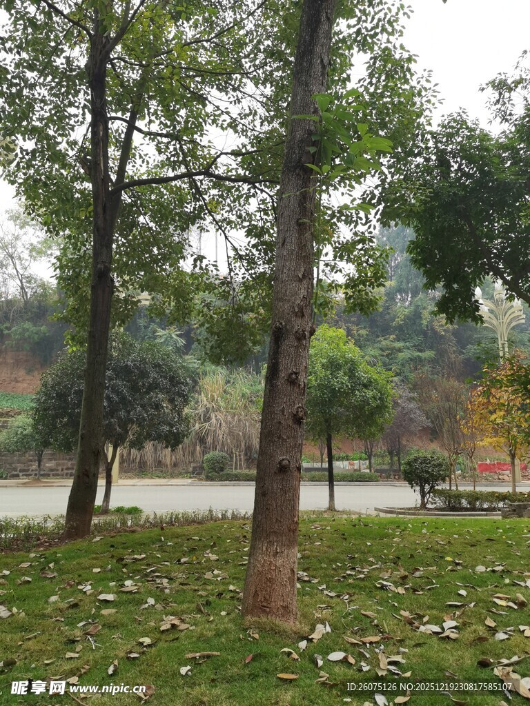 秋日林间草地静谧景象