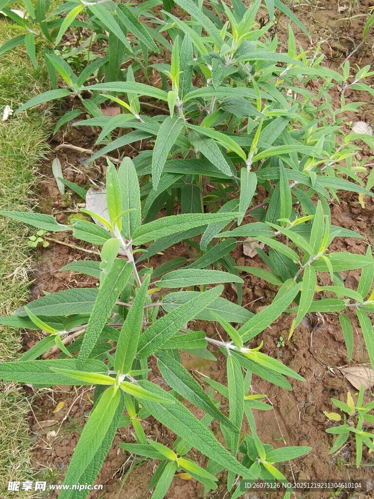 绿叶繁茂的植物景观