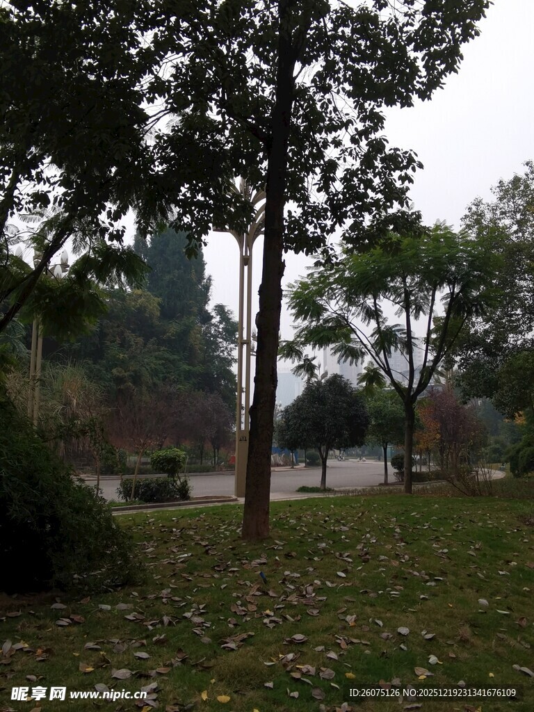 秋日公园静谧树林景象