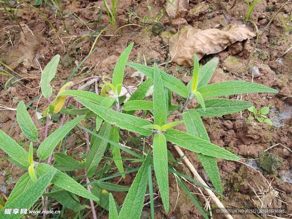 嫩绿幼苗破土而出