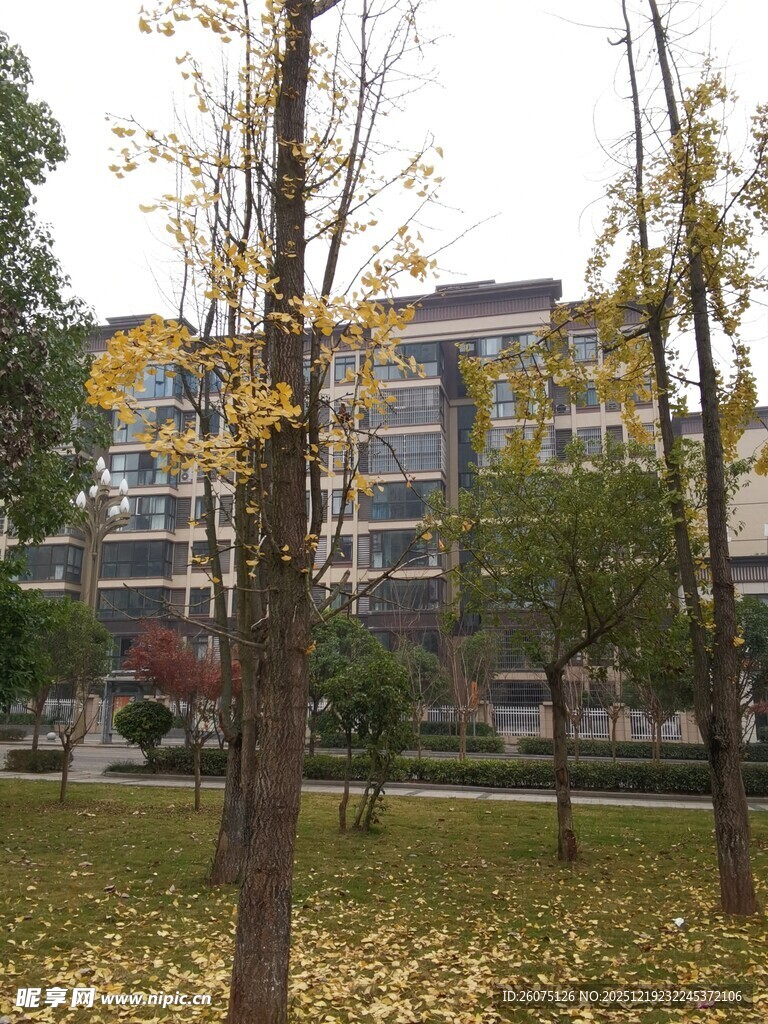 秋日校园黄叶树木景观