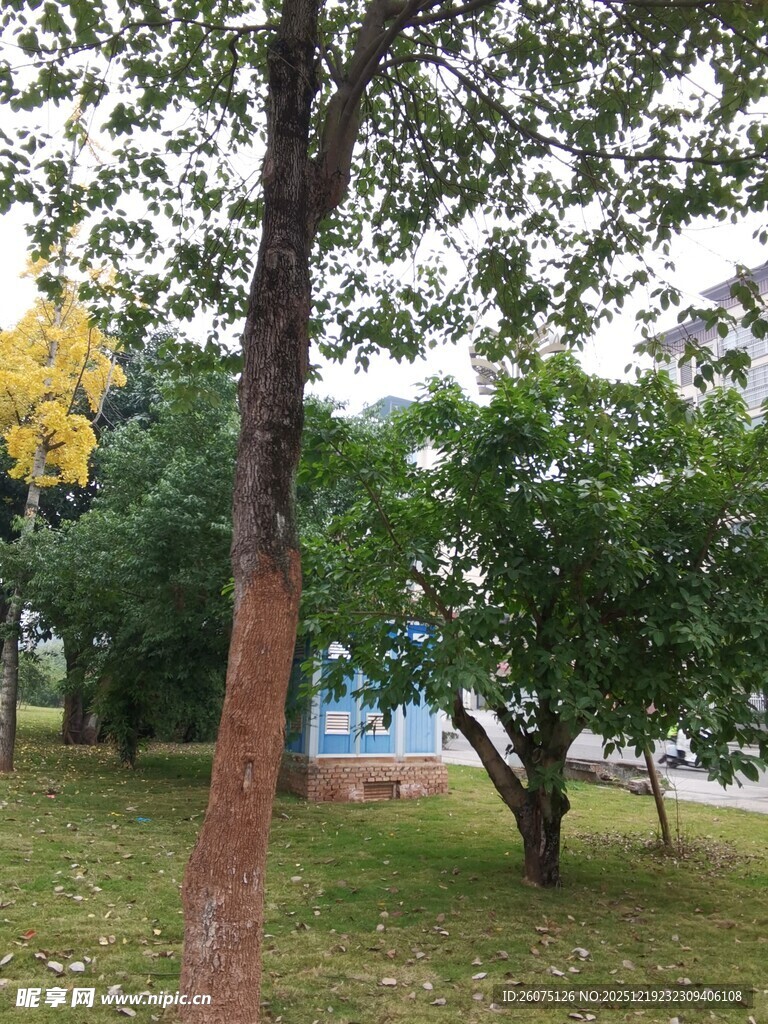 公园中的绿树景观