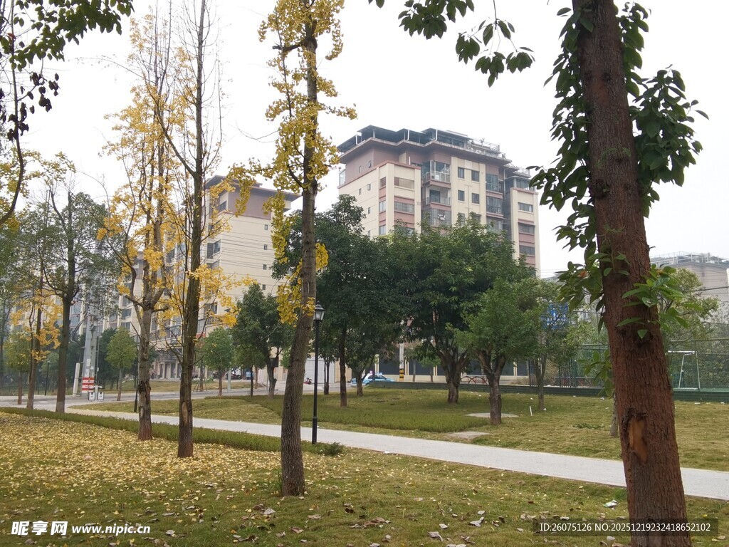 秋日校园林荫道景色