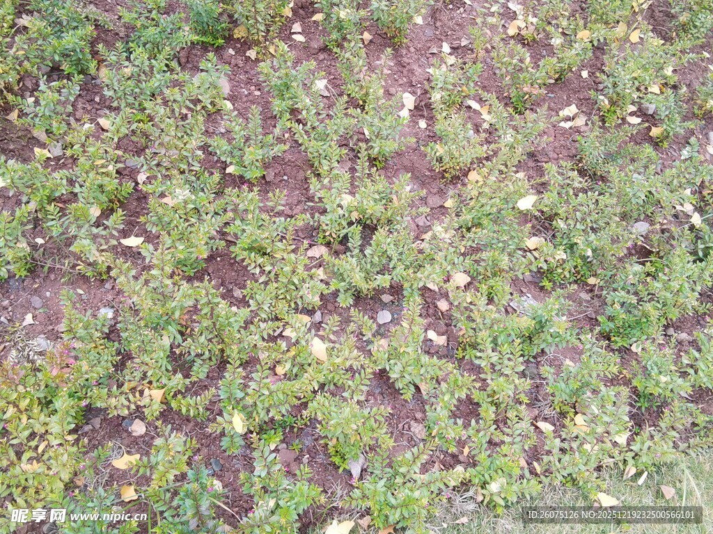 地面绿色植物覆盖景象