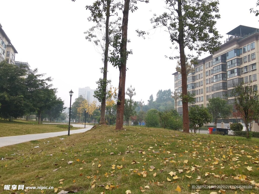 秋日小区草坪树木景致