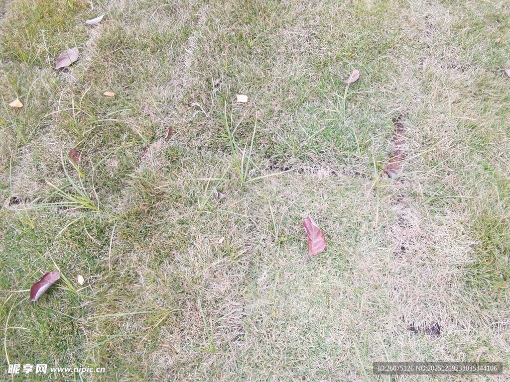 地面上的落叶与杂物