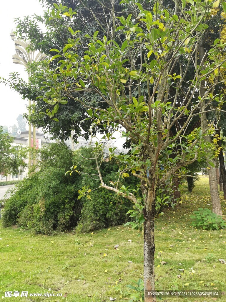 户外绿意盎然的树木景观