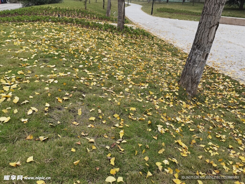 秋日落叶铺满草地景象