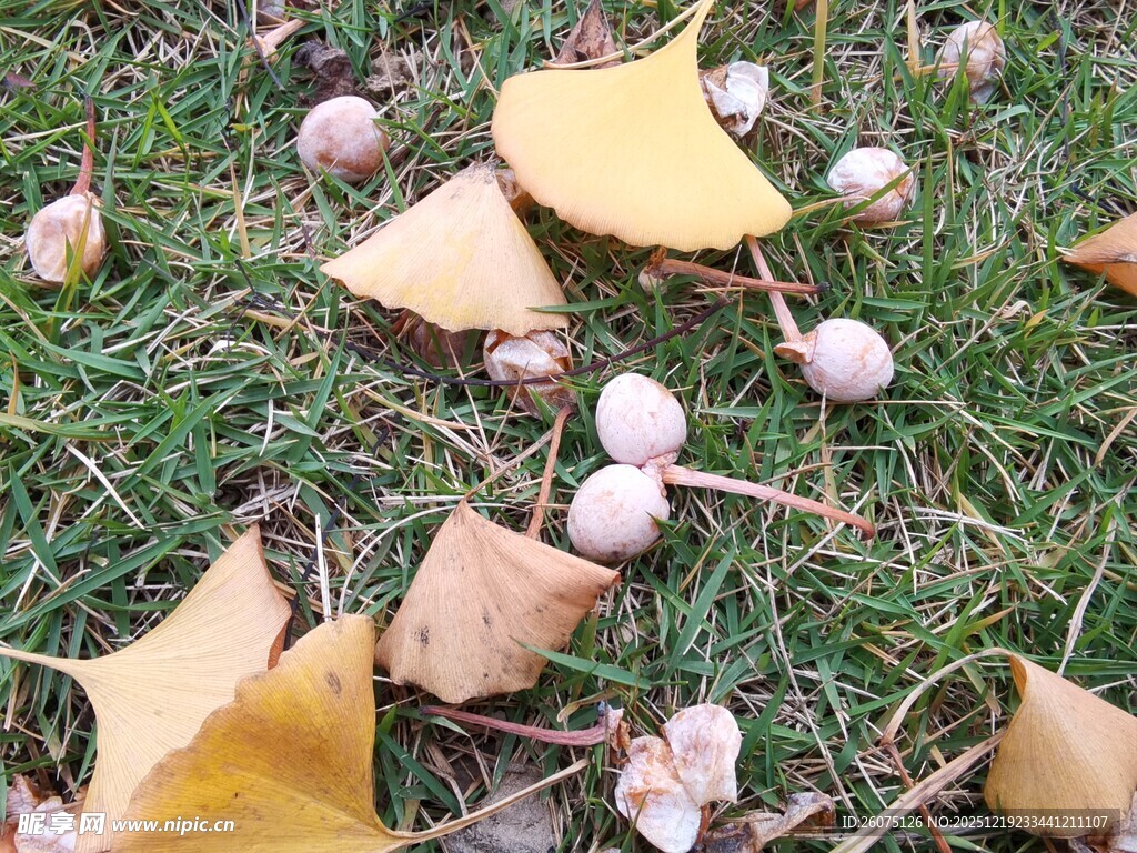 草地上的银杏叶与果实