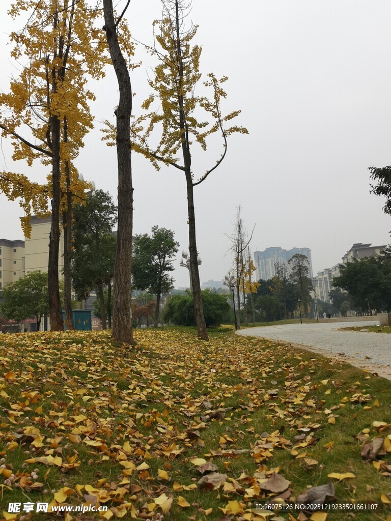 秋日落叶铺满地的公园景